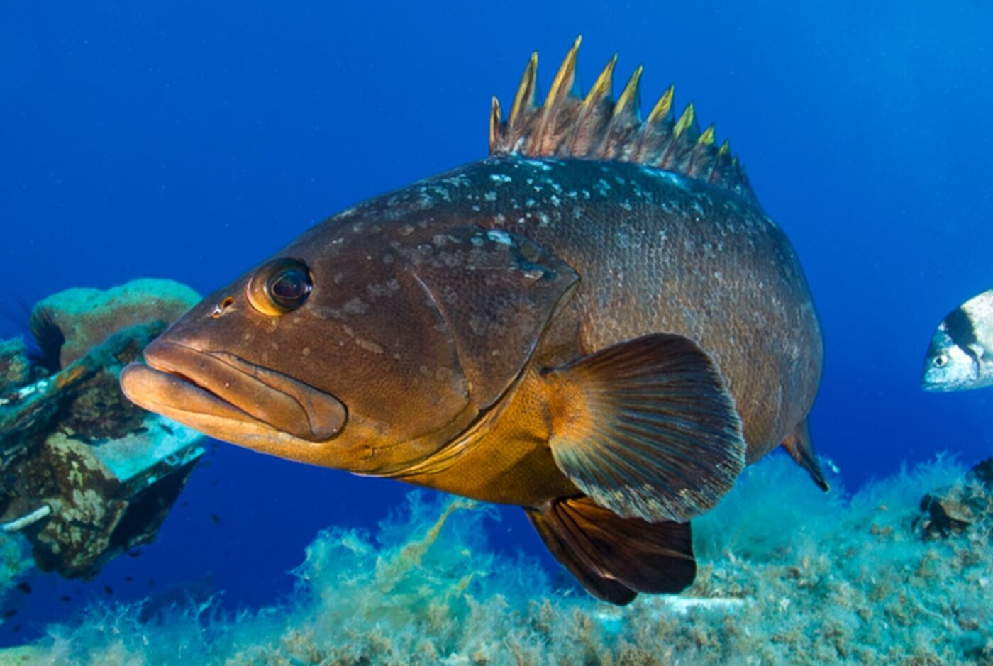Grouper