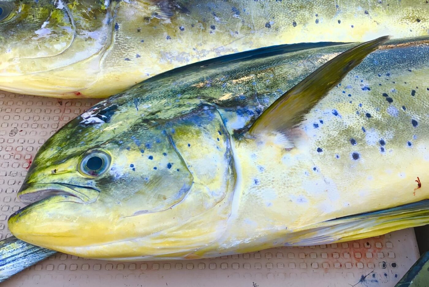 Detailed close-up of a vibrant Mahi-mahi fish, with its distinctive intricate patterns