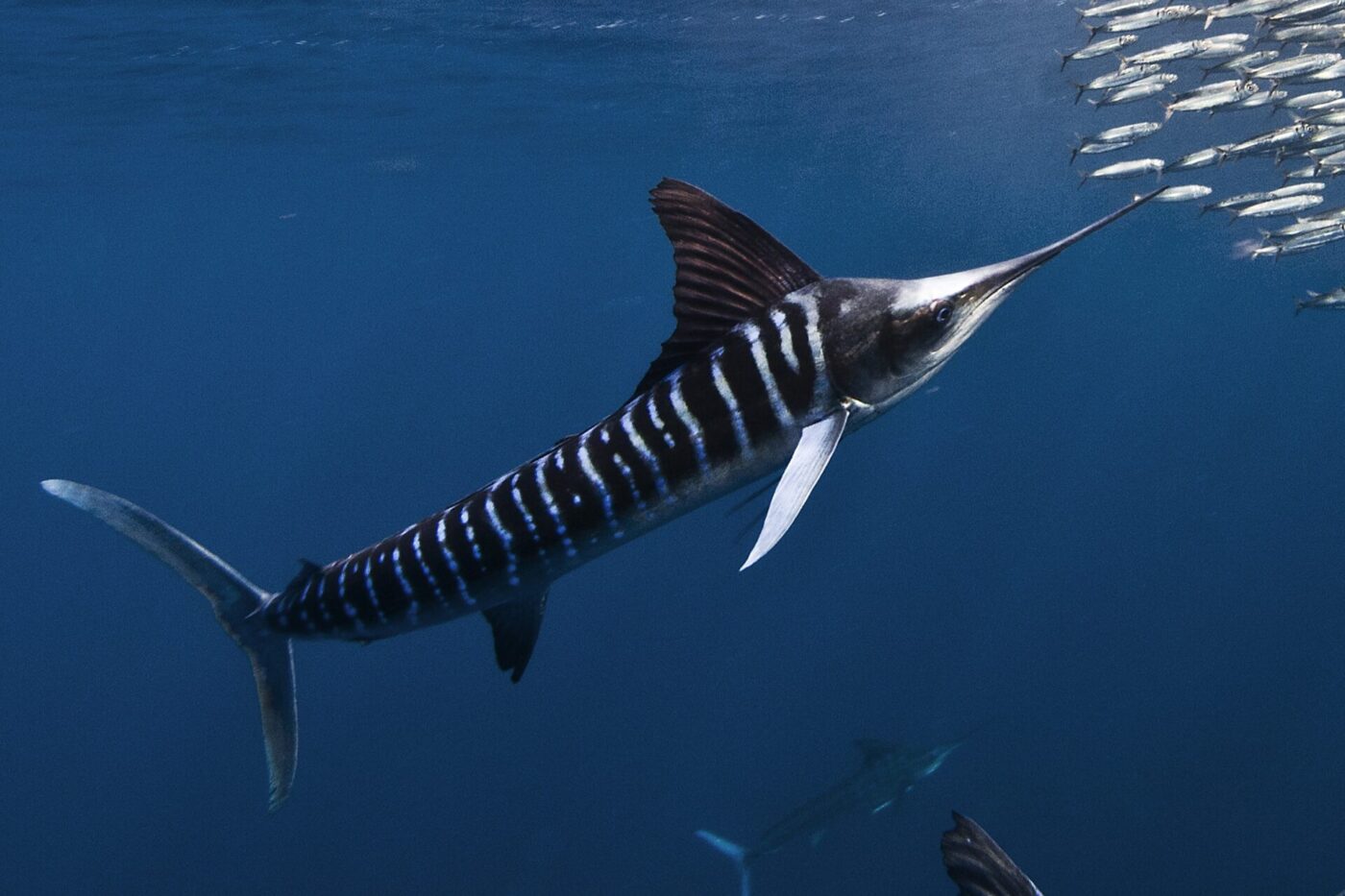 Swordfish