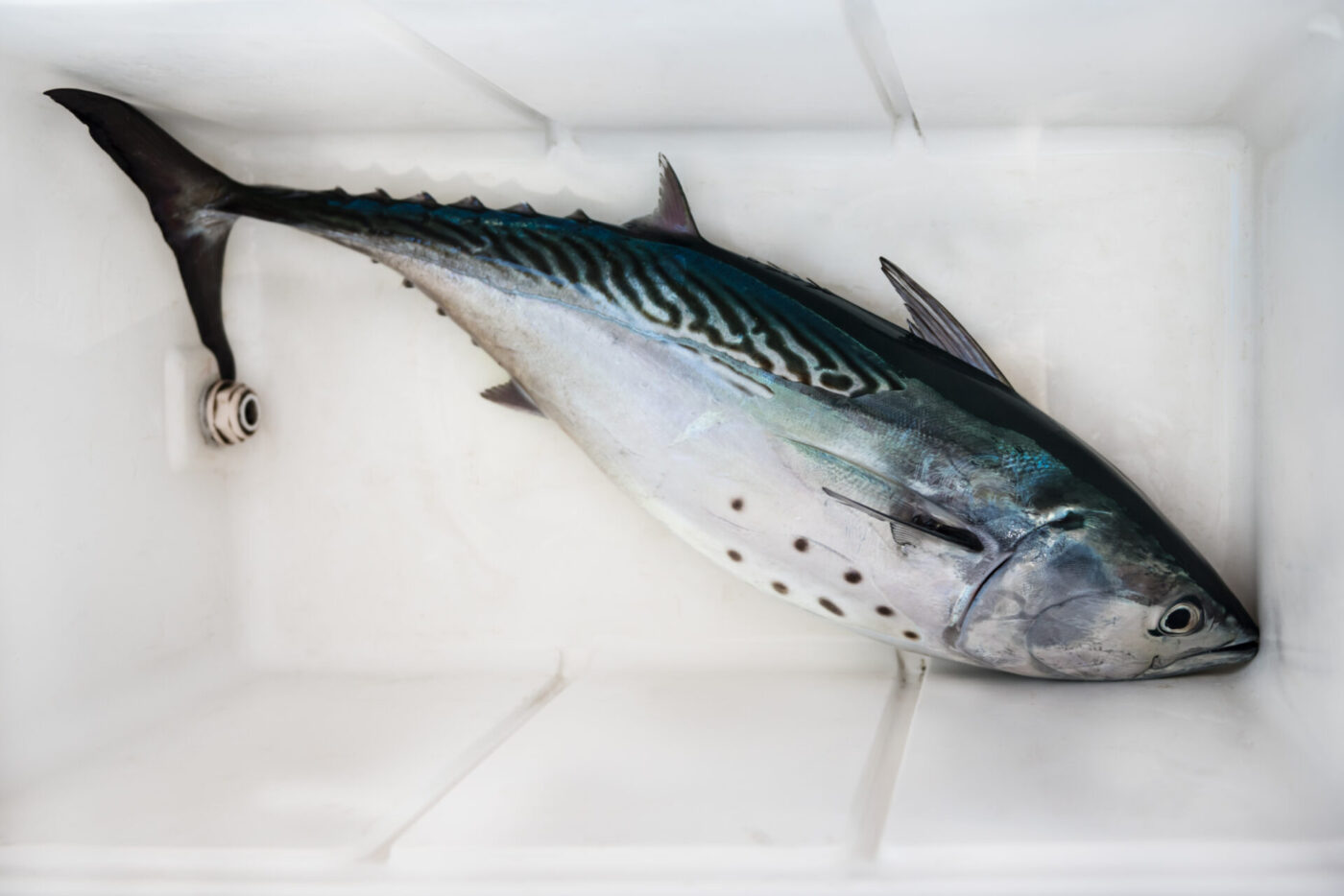 Fresh tuna fish in a plastic box