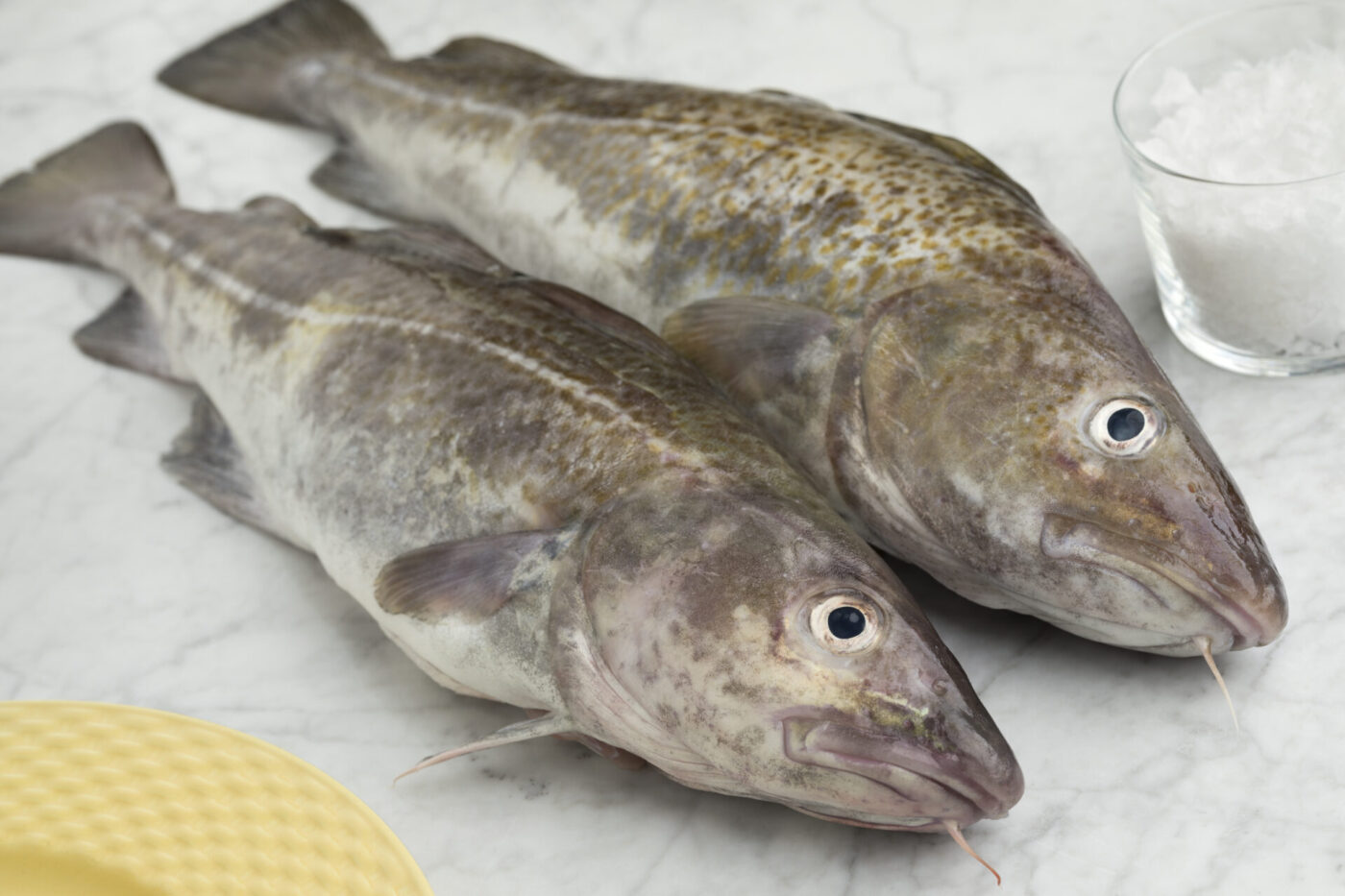 Pair of fresh raw cod fishes