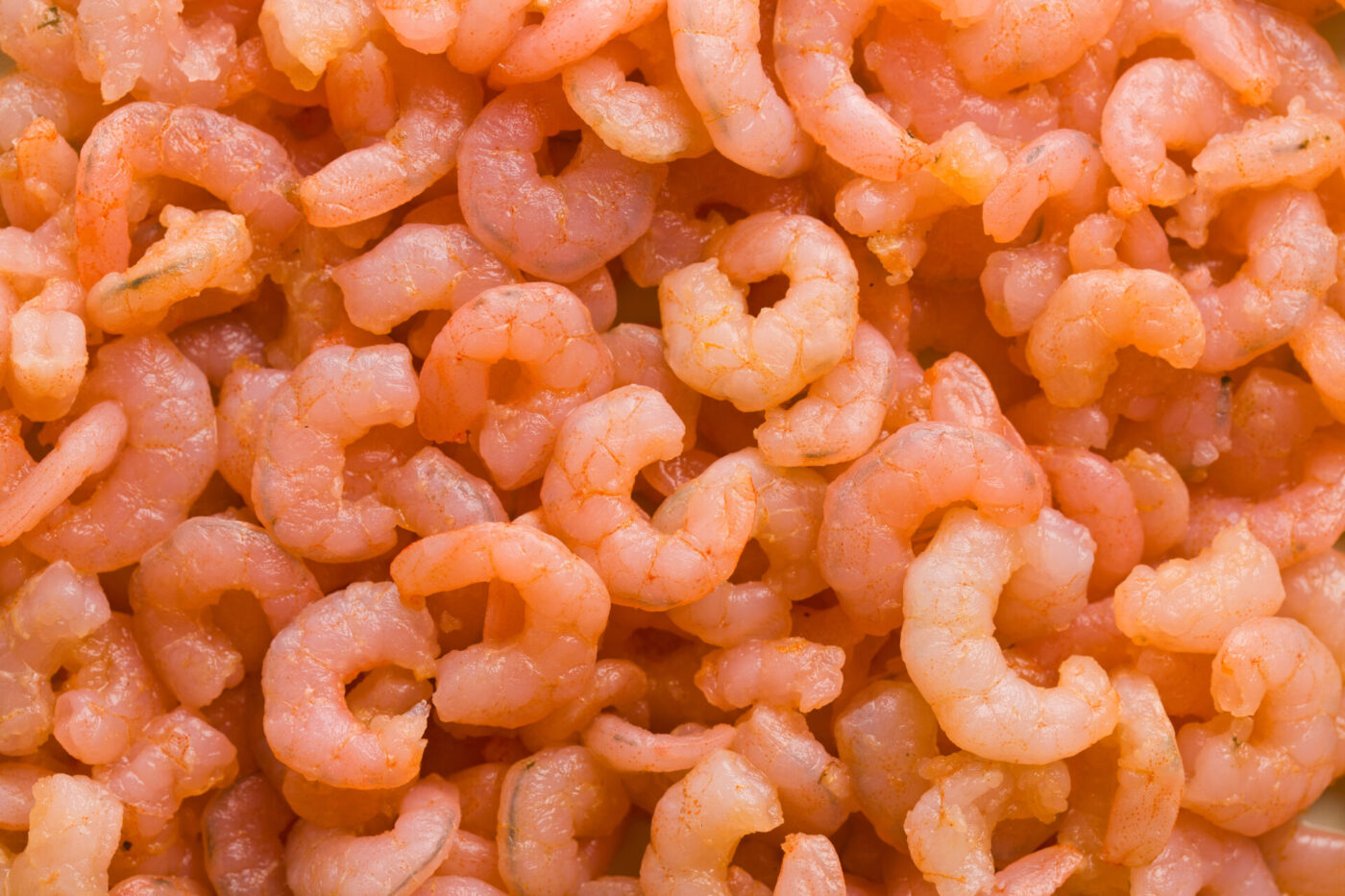 cooked small shrimps