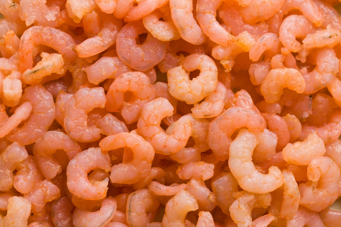 cooked small shrimp