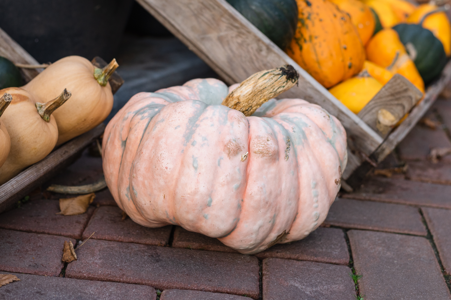 Jarrahdale Pumpkin - CookingHub