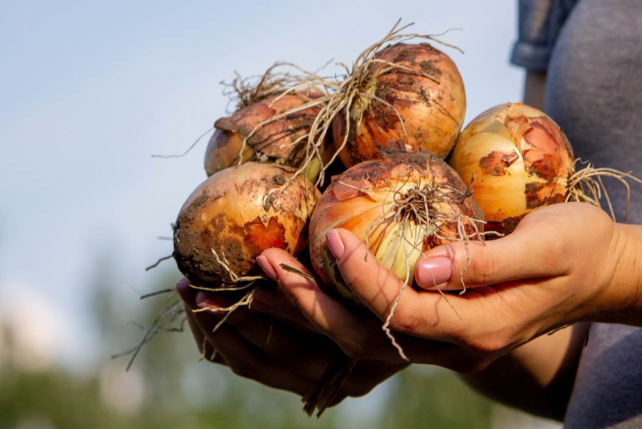 Texas 1015 onion 2