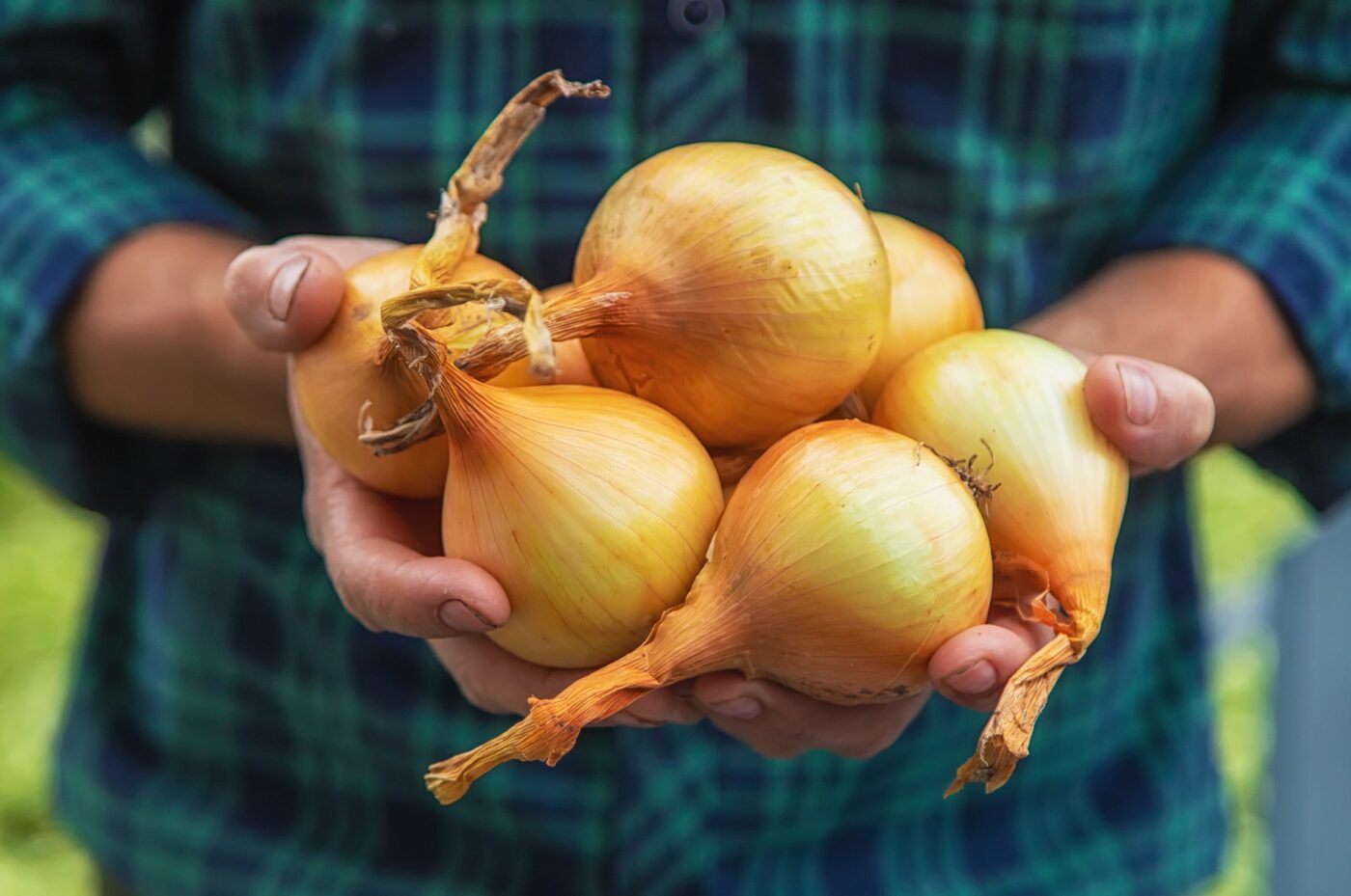Walla Walla Onion 1